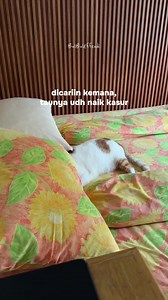 Kucing Tidur Nyenyak di Kasur: BulBulEffendi Lucu Banget