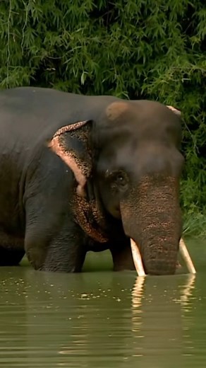 249K views · 73 reactions | "Immerse yourself in the untamed beauty...