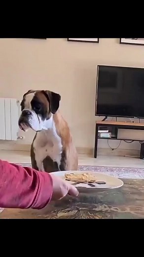 Say "Yes" if you are a boxer mom or boxer dad or a crazy boxer lover!! . . But don’t forget to follow our page!! 💝💝💞 #boxer #boxerdog #boxerlove #boxersofinstagram #boxerpuppies #boxergram #boxerpuppy #boxernation #boxers #boxerdaily #boxeroftheday #boxerdogcentral #boxerdogsofinstagram #boxersofig #boxerpix #boxersrule #boxerfamily #boxermoments | Boxer Lovers