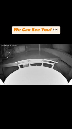 Caught in the act! This is one big rat! This was found after a customer heard noises in their attic! 🐀 #RatCaught #RodentProblem #Rats #PestController #SouthWales | Dalton Pest Services