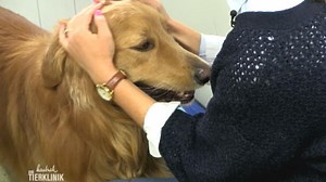 Ist es ein Magen-Darm-Virus?: Hundeelend in der Tierklinik Wasbek