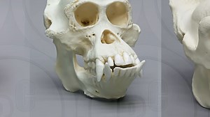 Are humans overpowered when compared to every other animal on Earth