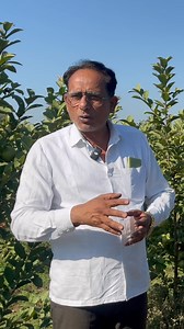 Amarood Pink Taiwan ki Kheti me kitne paudhe ek acre me lagana sahi ? #pinktaiwan #guavafruit #guavafarming | gharkikhetihindi