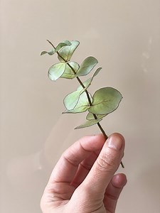 Wafer Paper | Eucalyptus It’s incredible what we can achieve with a simple white paper sheet. Wafer Paper defenitly doesn’t need wires! It holds perfectly by its own. #wafer #waferpaper #waferpaperflowers #waferpaperleaves🍃 #waferpapereucalyptus #waferpaperart #papeldeoblea #papeldearroz #edibleart #waferpaperdecorations #cakedesing #cakedecorator #belgium | Chokolate Designs