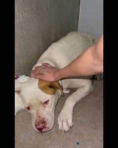 3K views · 157 reactions | Pupdate on Ms. Belle! But first, we have...