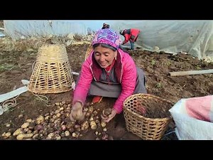 Crafting Himalayan Goodness: The Art of Yak Cheese Making in Nepal. Hardest Cheese in the World