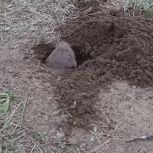 Gopher digging a hole #animals #wildanimals #nature #animalswildlife | Fountain of Life Ministries International