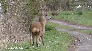 10K views · 137 reactions | A lovely old 'bull of a buck' spotted whilst on reconnaissance yesterday morning in the Cotswolds, his shape, stature and confidence are a good indicator of his maturity compared to his younger companion. #RoebuckRecon #DeerHunting | Cervus-UK | Facebook