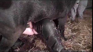 Dirty wife getting pussy fucked missionary by a mini horse