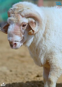 INDIAN SHEEP KODU .. IBRAHIM BHAI KA  SHAN-E-SARGODHA  KESA LAGA HAMARA CHOTA PACKET BARA DHAMAKA  MAMU BHANJA CATTLE FARM ❤️ FOR PALAI : +92 321 9247061 WE ARE NOW SOLDOUT FOR 2025 QURBANI SEASON ❤️ | Karachi Sohrab Goth Cow Mandi-Bakra Eid In Pakistan | Facebook