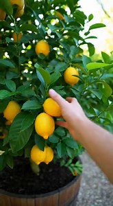 509K views · 4.3K reactions | Peu de gens connaissent cette astuce pour multiplier les citronniers | ღ ღ Astuces beauté santé et recette pour Femme ღ ღ | Facebook