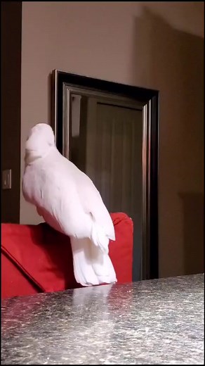 #cute #cursing #naughty #swearing #cockatoo #parrotsoftiktok #foryou #fyp #foryoupage #funny #crazy #Funny #Talking #parrots | Penny The Cockatoo