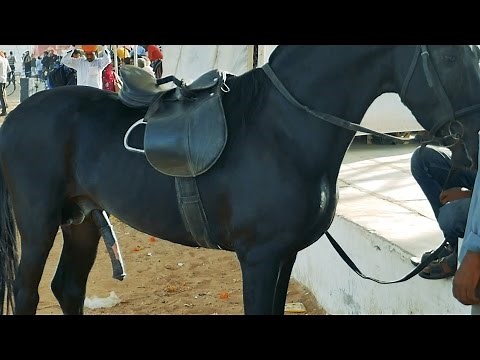 Horse after Sexual intercourse.Sex(copulation),Penis erectile position.Penis erection.Pushkar Fair