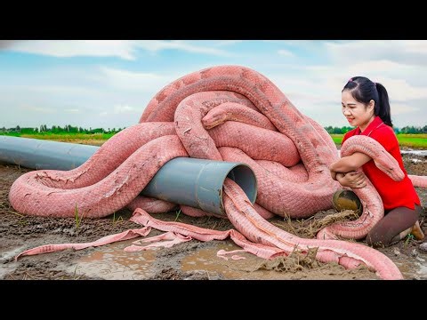 Harvesting Giant Pink Python & Go to Market Sell | Rescue chicken attacked by python in the forest