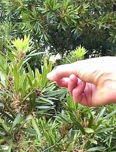 We're finishing up Pollinator Week with the oldest form of pollination 🍃 Abiotic pollination, via wind and water, is the oldest form of pollination. Wind pollination emerged over 300 million years ago when gymnosperms (non-flowering seed producing plants) dominated the planet. Today only 20% of plants are pollinated by abiotic methods. These include some angiosperms (flowering plants) such as grasses, as well as gymnosperms like the Wollemi Pine. 𝗣𝗼𝗹𝗹𝗶𝗻𝗮𝘁𝗶𝗼𝗻 𝘀𝘆𝗻𝗱𝗿𝗼𝗺𝗲𝘀: 𝗪𝗶�