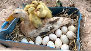 Amazing Pekin 40Duckling Hatching From Eggs - Cute Cute Baby Duckling | Wild BIRDS | Facebook