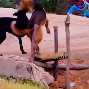 7.4K views · 44 reactions | Rural Dogs Meeting In The Village | Slaven Dogs | Facebook