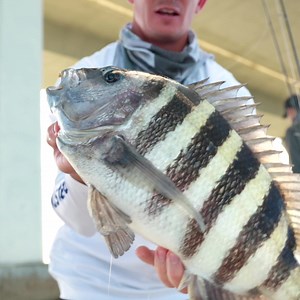 169K views · 2.3K reactions | Fish with Human teeth! They devour crabs as bait! | Landshark Outdoors | Facebook