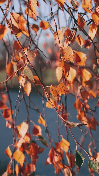 Video by  Damir K  on Pexels