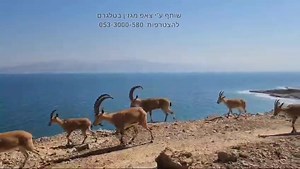 טבע ארץ ישראלי: תיעוד מדהים כעת סמוך לנחל דוד שבעין גדי. צילום: משה ברנשטיין | Harel Noff - הראל נוף