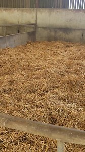 Cumbrian Heavy Horses on Reels