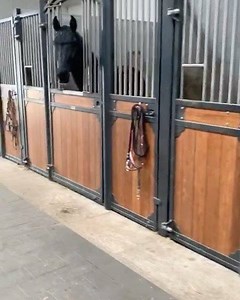 13 reactions | Sneak peak at the newbies 殺殺殺 | European Sport Horse Imports | Facebook