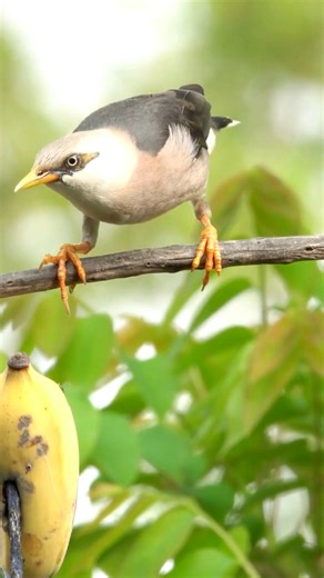 Vinous-breasted starling bird #birdlife #birdwatching #birdphotography #birdlovers | Beautifuloversland