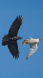 8M views · 130K reactions | Peregrine Falcon aka Maxine flips midair on the approaching Raven. . . . #falcon #peregrinefalcon #birdsofprey #explore | Tohid Azimi | Facebook