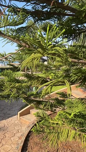 Florida Beach Hotel & Resort on Reels