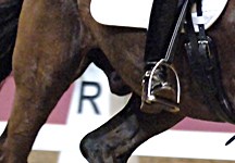 Global Dressage Forum blog: rollkur takes centre stage again - Horse & Hound