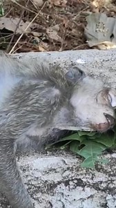 #monkey #arcticmonkeys #monkeys #monkeydluffy #chunkymonkey #cheekymonkey #monkeybusiness #mymonkey #littlemonkey #monkeyface #monkeyforest #sockmonkey #monkeyseemonkeydo #articmonkeys #theyellowmonkey #yearofthemonkey #monkeybars #monkeyingaround #greasemonkey #monkeybeach #babymonkey #monkeylove #mylittlemonkey #gasmonkey #gasmonkeygarage #monkeyisland #monkeyboy #monkeytemple #dancemonkey #monkeybar #brassmonkey #monkeybread #monkeyman #monkeyshoulder #monkeyking #monkeysofinstagram #monkey47