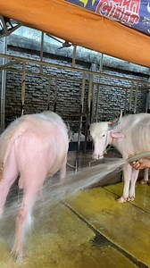 289K views · 1.2K reactions | The shepherd carefully cleans the albino buffalo with water #bulls #Water #cattlefarm #viralvideoシ #fypシ゚viralシ #vairalreels | Bulls take care | Facebook