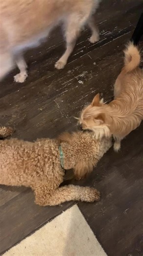 1.2K views · 206 reactions | Owen is a very good “dood” who also...