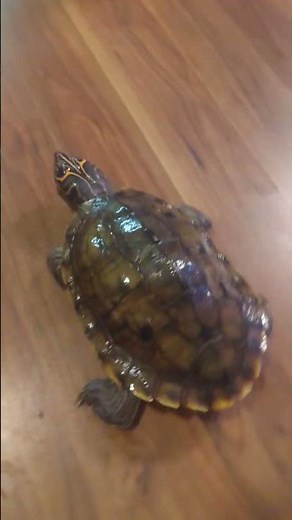 Biggest Mississippi Map Turtle in the world!! 🐢🐢