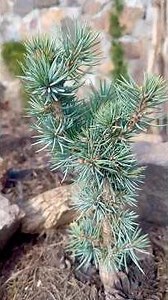 Rare conifers are the highlight of our garden🌱#garden #conifers #garden #gardening #plants #plants