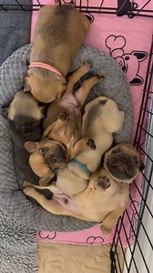 “We like to say hello.” 😍😴 — Buckwheat Past Stella x Nacho babies #LittleRascals #OurGang #ClassicComedy #ChildhoodThrowback #TimelessLaughs | Cabin Fever Frenchies