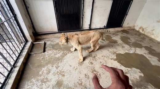 Lion Baby Sy Mulaqat 🦁 aur 100 kg Ka Turtle 🐢 #Lion #Chicks #chickens #vlogging #chooze #incubator #turkey #petcare #diy #indian #petsvlog #viral #vlogger #parrots #frillback #Naats #urdu #india #pets #vlogs #vaccine #parrotlife #hatchery #indian #gaon #Bharath | 100 Kaam Hain
