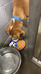 Here at the shelter, we are trying to find new ways to keep life interesting and fun for all of our residents by giving them new and exciting enrichment activities outside of their daily walks and playtime to keep their spirits lifted and to make their time with us more of an enjoyable experience. That said, we have started to give the dogs frisbees that we put peanut butter, carrots, plain cream cheese, blueberries, plain yogurt, and squeeze cheese on. Each night before we leave, we plan to giv