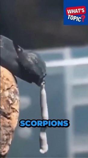 How does a scorpion poop?