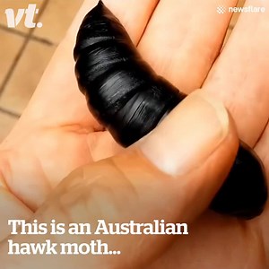 This Australian Hawk Moth emerging from its chrysalis is terrifying and oddly beautiful at once! 😱 | VT