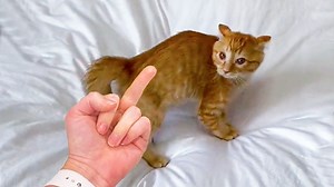 1M views · 32K reactions | Angry  - Funny Cat Reaction Videos | Super Cats | MEOW | Facebook