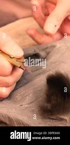 Skinner working with mink fur skin