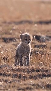 2.5K views · 131 reactions | Just another wild day on safari 女 Maasai Mara National Reserve, Kenya   House in the Wild | African Travel, Inc | Facebook