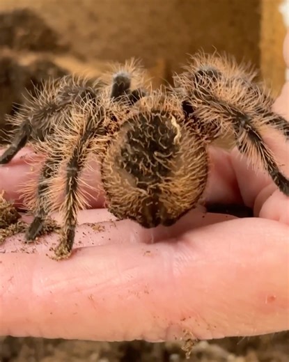 4.5K views · 146 reactions | Say hello to our new curlyhair...