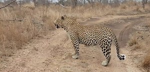 Male leopard Tortoise pan,patrolling his territory #Today #safari #experience safari lodge area | Africa Journey Nature Experience