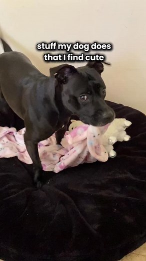 basically anything she does 😩🩷 @akirablackpit 💕 beaded collars @hypnoticdogco use code AKIRA10 #rescuedogs #rescuedogsofig #muttsofig #muttsofinsta #pittiesofig #pittiesofinsta #pitbullsofinsta #dogsofinstagram | Akira Black Pit