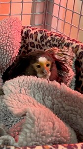 2024 is almost over — what was your favorite #VetTales Friday highlight? How about this patient from earlier this year — Estrela, the marmoset brought to us by @californiadfw after she was confiscated from illegal owners in Southern California. Grateful we were able to nurse this marvelous monkey back to health....and help take action against the illegal wildlife pet trade. | Oakland Zoo