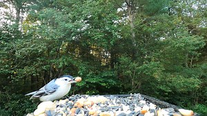 Tufted Titmice, White-breasted Nuthatch, Black Capped Chickadee | Critter Cam