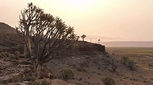 Quiver Tree Forest On Rocky Hillside: стоковое видео (без лицензионных платежей), 3717616601 | Shutterstock