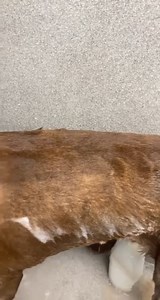 Meet Miss Coco W. Stray into shelter but shelter knows the owner. So she was just left out outside with no one caring if she was there or not. Last shelter report shows the owner said she was 14 or 15 years old. When she came in she was so dirty. She had a little spa day yesterday to get all that dirt off of her. | Labrador Friends of the South, Inc.